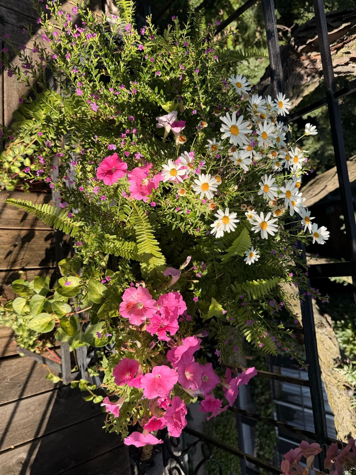 Daisy & Petunia Cascade